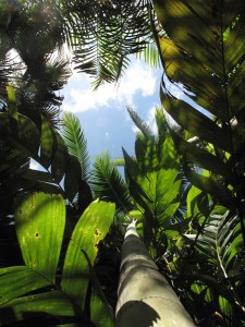 W.S. Merwin's palm forest